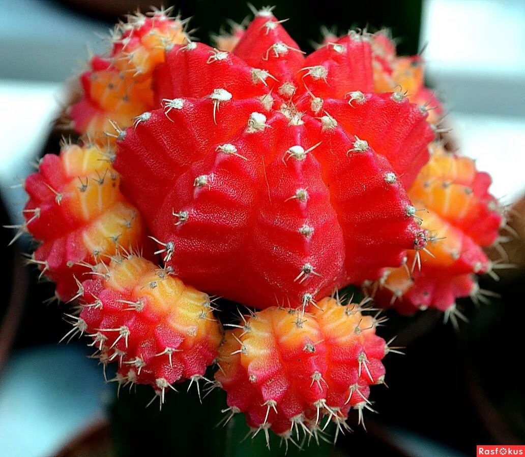 шапка мономаха цветок. шапка мономаха цветок комнатный. шапка мономаха растение. сорт хризантемы ватра. шапка мономаха растение.