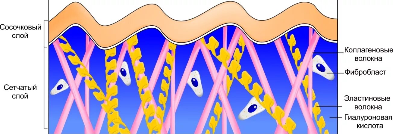Коллаген эффективность. Сосочковый и сетчатый слой дермы. Строение дермы коллаген и эластин. Строение сетчатого слоя дермы. Структура дермы сетчатый и сосочковый слой.