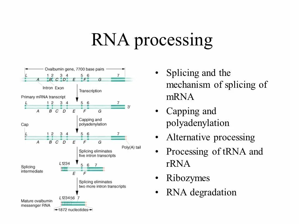 RNA processing and Splicing. Процессинг и сплайсинг. Processing of pre-MRNA. Альтернативный процессинг.