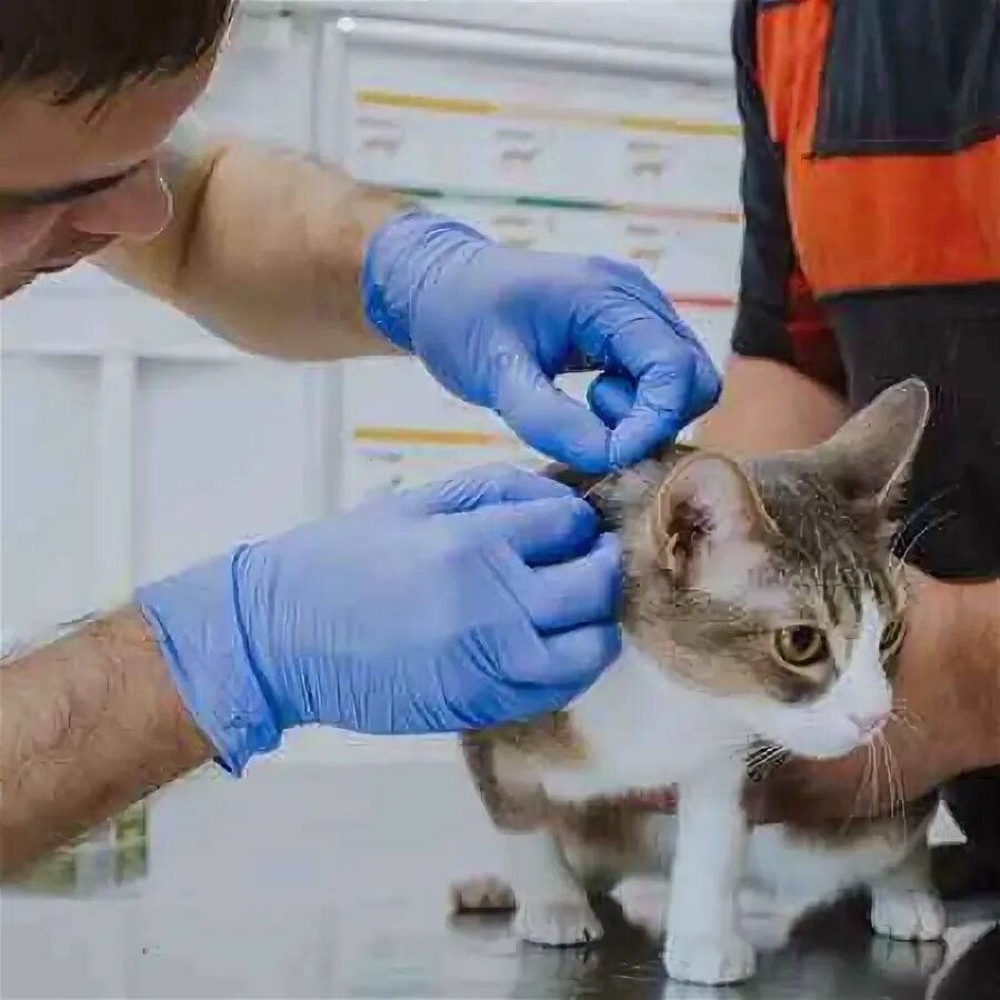 Вакцинирование кошек. Испуганный кот на прививке у ветеринара. Вакцинация кошек. Вакцинация кошек выезд. Котик вакцинация.
