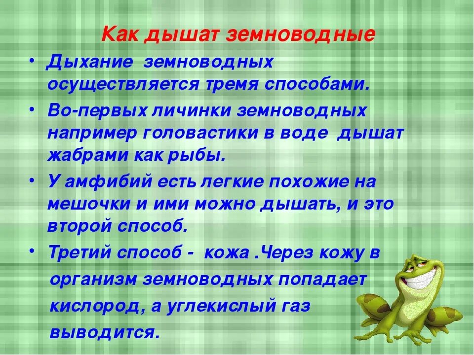 Найдите три ошибки в тексте земноводные. Дыхательная система земноводных 7 класс. как дышат земноводные. дыхание земноводных. способы дыхания земноводных.