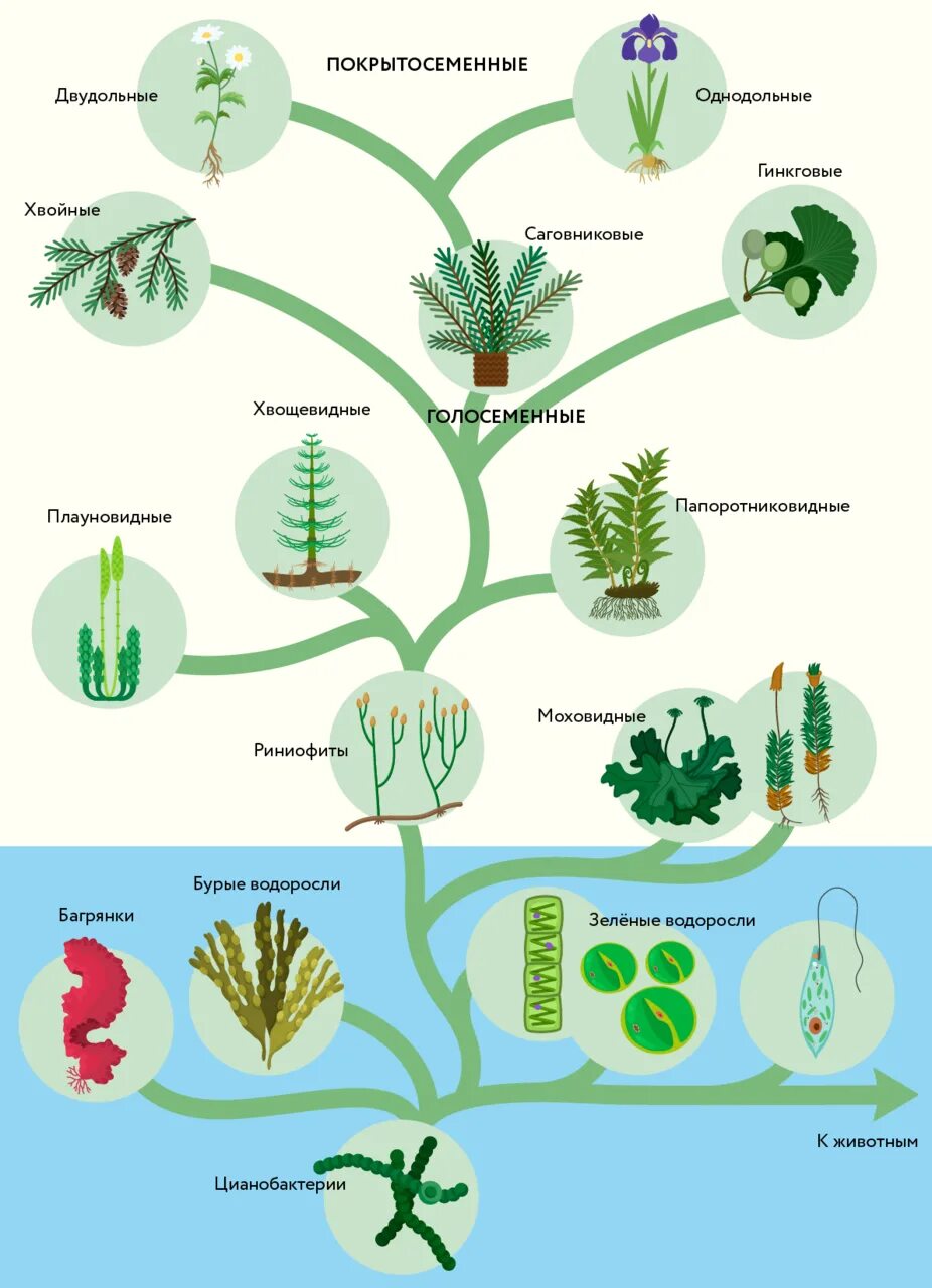 Эволюция. Растения. Эволюция растений схема. Этапы эволюции растений. Установите последовательность появления растений в процессе эволюции