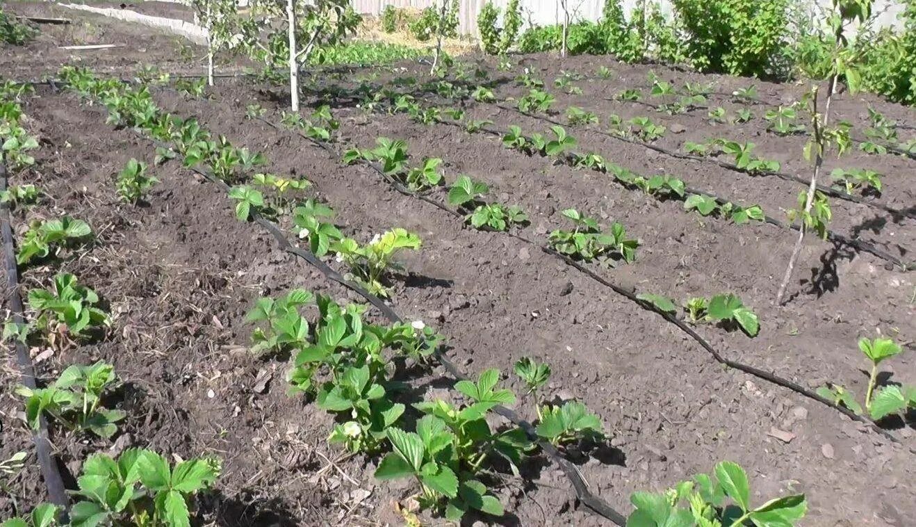 Можно ли посыпать клубнику. Мульчирование малины. Мульчирование клубники. Мульчирование клубники опилками. Мульчирование клубники соломой.