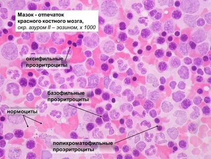 Ткани костного мозга
