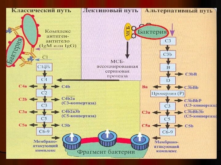 Комплемент c. Классический путь активации системы комплемента схема. Схема основных путей активации системы комплемента. Пути активации комплемента иммунология. Пути активации системы комплемента иммунология схема.