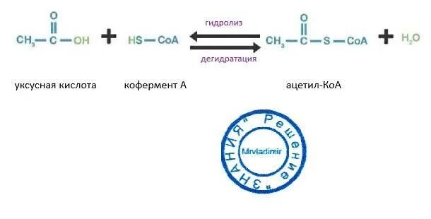 Уксусная кислота в коэнзим а. Уксусная кислота в ацетил КОА. Уксусная кислота уравнение реакции. Превращение уксусной кислоты в ацетил КОА. Уксусная кислота и железо 3