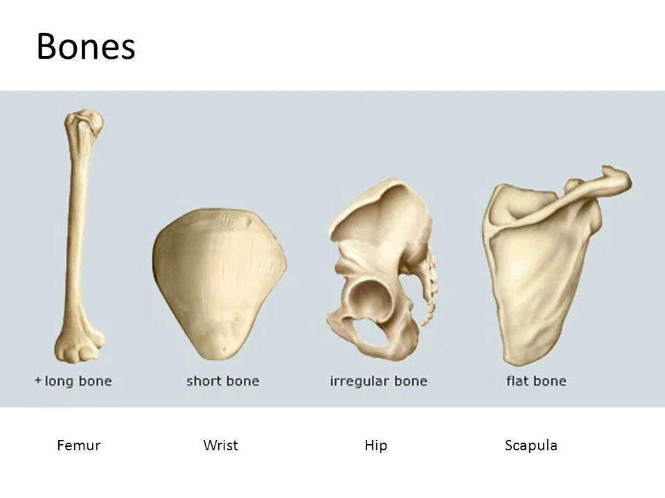 Bone bone shape. Плоские кости. плоские кости в теле человека. irregular bones. short bones.