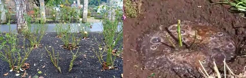 Как посадить розы видео