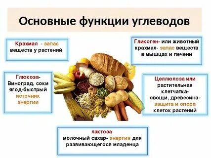 Углеводы 6 класс биология определение