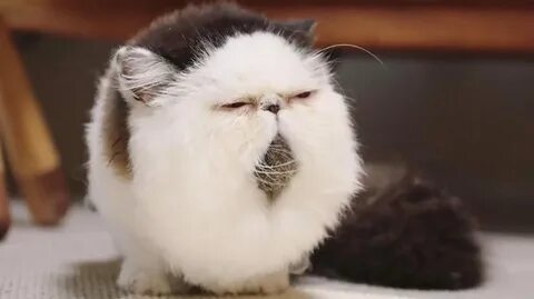Узкоглазый кот