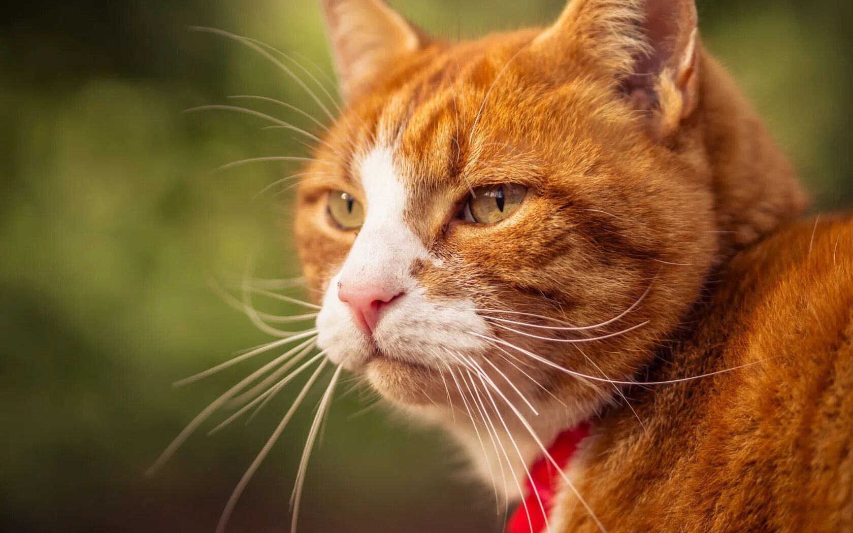 Говорящего кота рыжего. Рыжая кошка. морда рыжего кота. мордочка рыжего кота. рыжий котик.