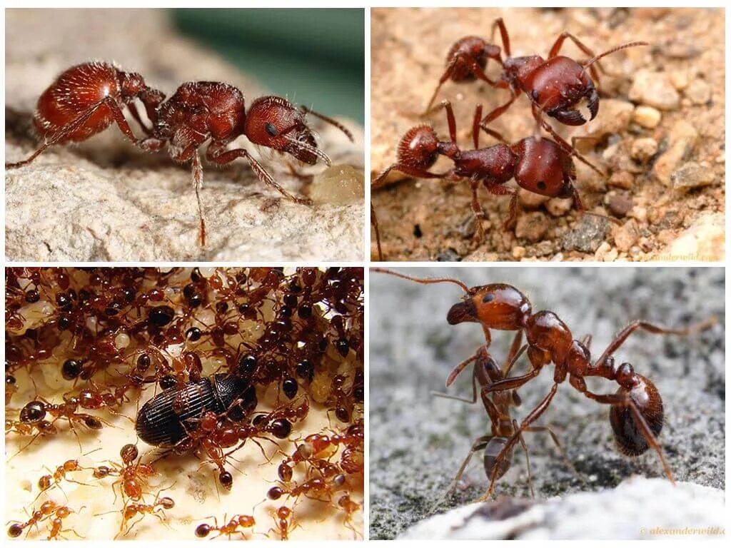 Муравьиный вид. Муравьи сиафу. Муравей листорез солдат. Кочевые муравьи убийцы. Ядовитые муравьи.