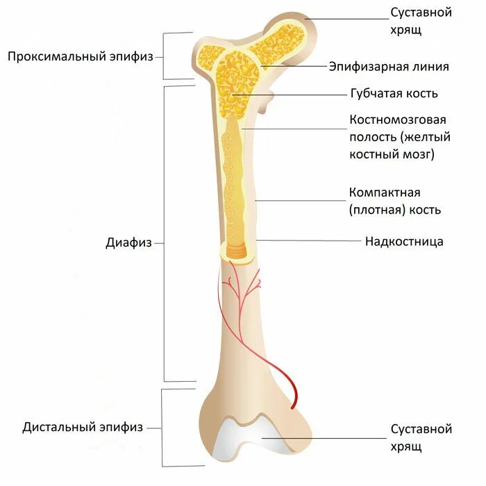 Эпифиз кости функции. Проксимальный метафиз. строение трубчатой бедренной кости. строение эпифиза большеберцовой кости. диафиз эпифиз метафиз апофиз.