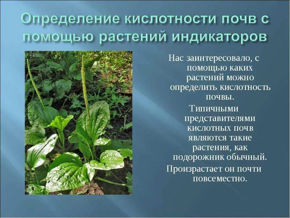 Как определить кислотность почвы. Сорняки индикаторы кислотности. растения индикаторы кислотности почвы. растения индикаторы кислых почв. растения индикаторы нейтральных почв.