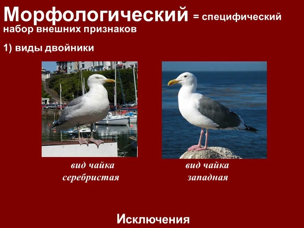 При распознавании видов двойников учитывается. Виды двойники. виды-двойники примеры. морфологический критерий вида примеры. примеры видов двойников.