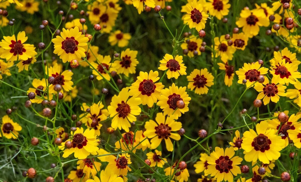 coreopsis early sunrise - Google Search Fall perennials, Perennials, Fall plants