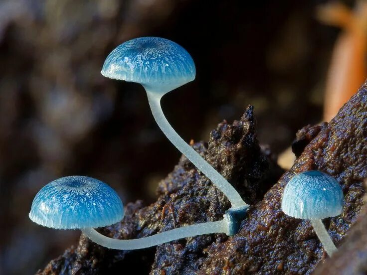 Discover the Enchanting World of Exotic Fungi with Mushroom Ninja