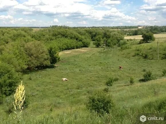 Нижняя Верейка Рамонский район. Нижняя Верейка Воронежская область. Малая Верейка Семилукского района. Нижняя Верейка Рамонский район речка.