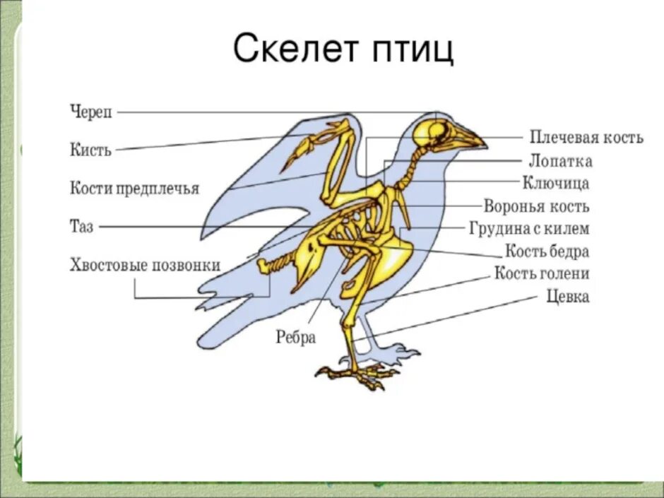 Строение скелета птицы 7 класс биология. Строение опорно двигательной системы птиц. опорно двигательная система птиц скелет. скелет птицы биология 8 класс. строение скелета птицы.