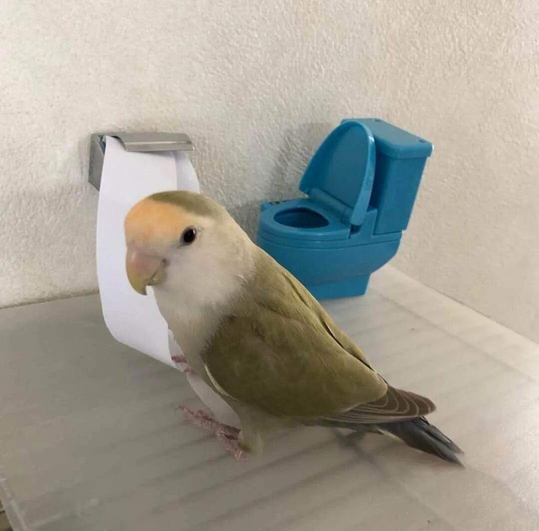 Цитаты чтобы поплакать. Сейчас поплачу. Мем поплакали. Папины дочки мирослава карпович и катя старшова. Типичная мать мемы.