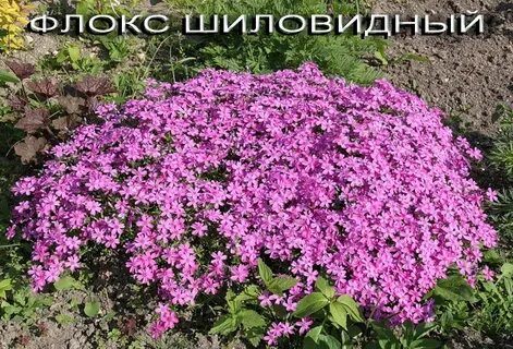 Флокс шиловидный семена