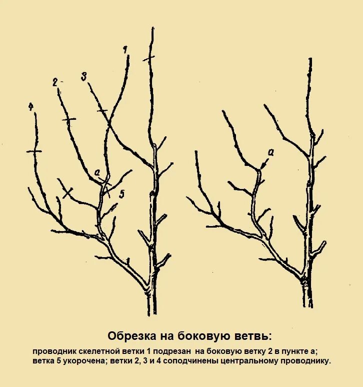 Почему растут ветки. Скелетные ветки яблони. Обрезка веток яблони. Схема обрезки плодовых деревьев. Схема обрезки плодовых деревьев весной.