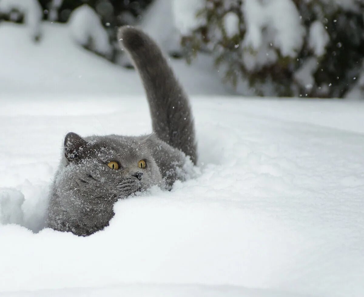 Кот в снегу. Кошка зима. Коты зимой. Британский кот в снегу. День снежного сугроба