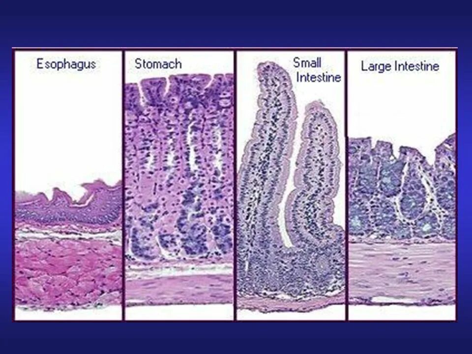 Стенка пищевода гистология. Оболочки пищевода гистология. Верхний отдел пищевода гистология. Микроскопическое строение пищевода гистология. Клетки пищевода