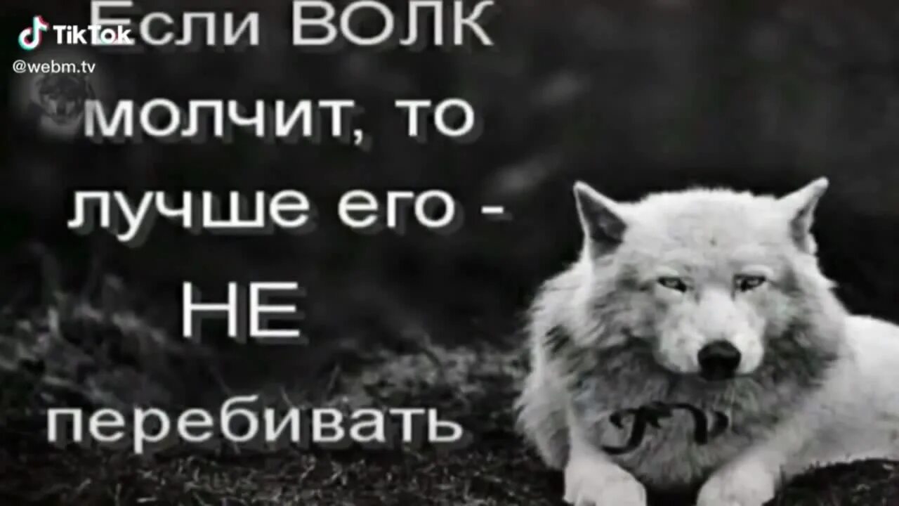 Волк мем. Мемы с волками. Смешной волк. Безумно можно быть первым. Цитаты волка.