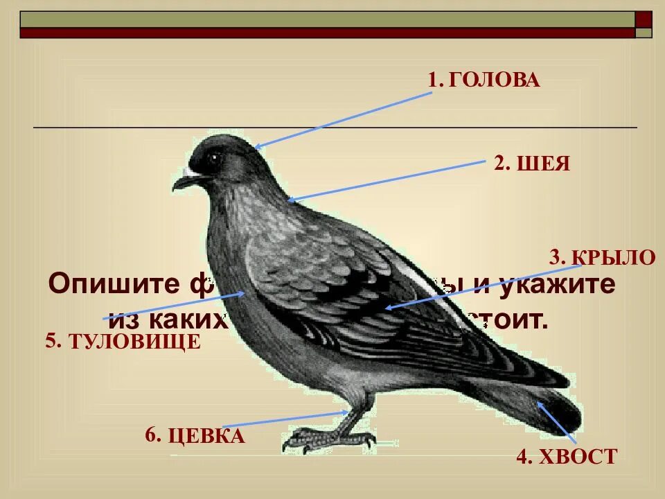 Цевка. Строение цевки птицы. Форма тела птиц. Форма туловища птицы. Какая форма тела у птиц.