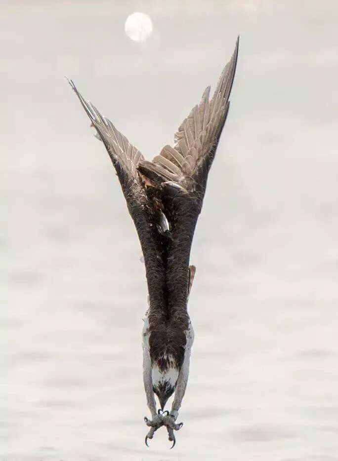 Сокол сапсан пикирование. Сокол сапсан в полёте. Падающий ястреб. Сокол балобан в полете. Птица в полете.