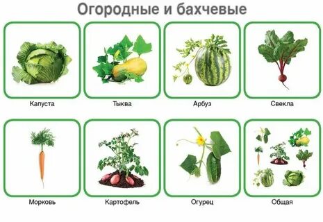 Сорта культурных растений окружающий мир