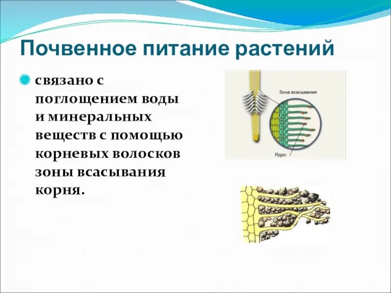 Биология 6 класс минеральное питание (почвенное ) питание растений. Почвенное питание растений 6. Почвенное питание растений 6 класс биология. Почвенное питание растений 6 класс.