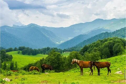 В горах и долинах в лугах