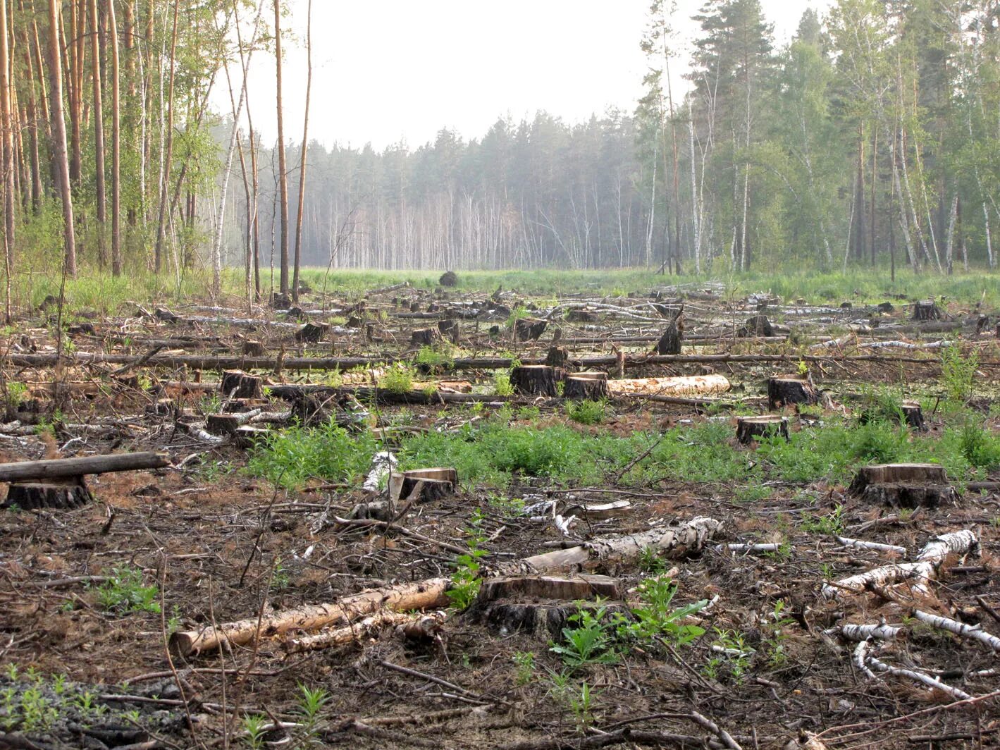 Основная причина экологических проблем в тайге. Обезлесение Алтай. Загрязнение и вырубка лесов. Экология тайги. Вырубка лесов в Алтайском крае.