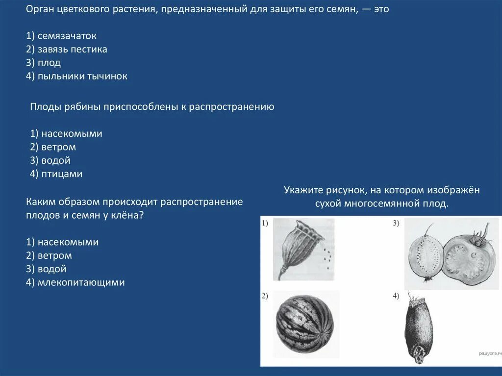 Зубы видоизменение чешуи