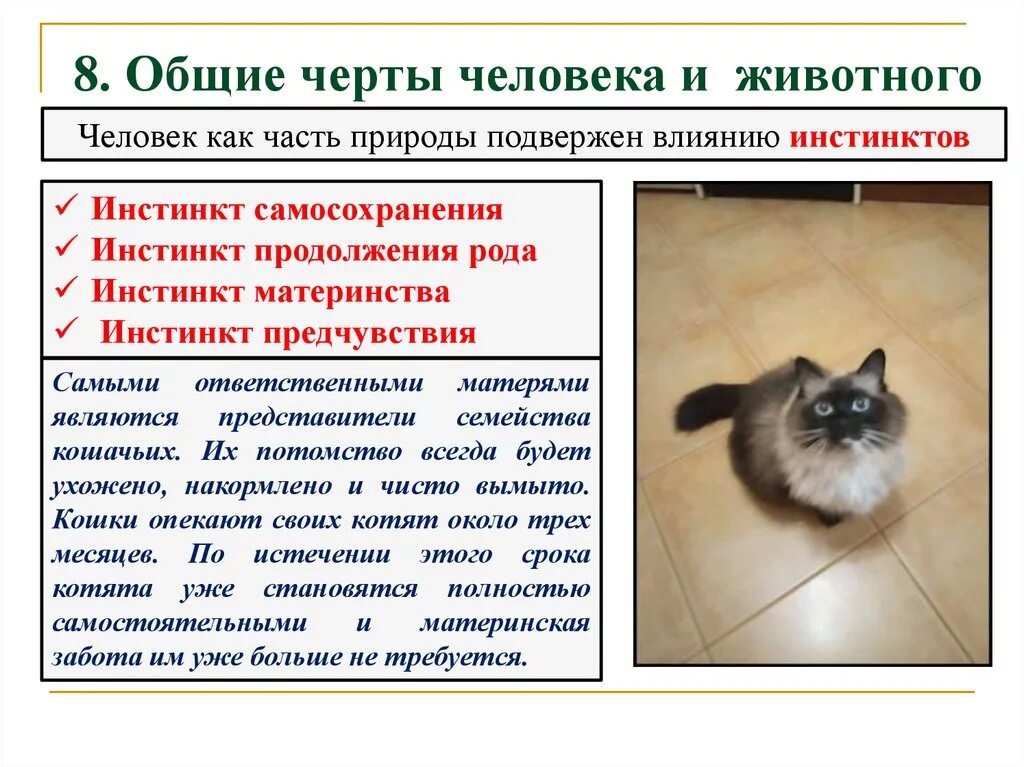 Примеры инстинктов у животных. Общие черты человека и животного. инстинкты животных и человека. инстинкты животных примеры. инстинкт самосохранения у животных.