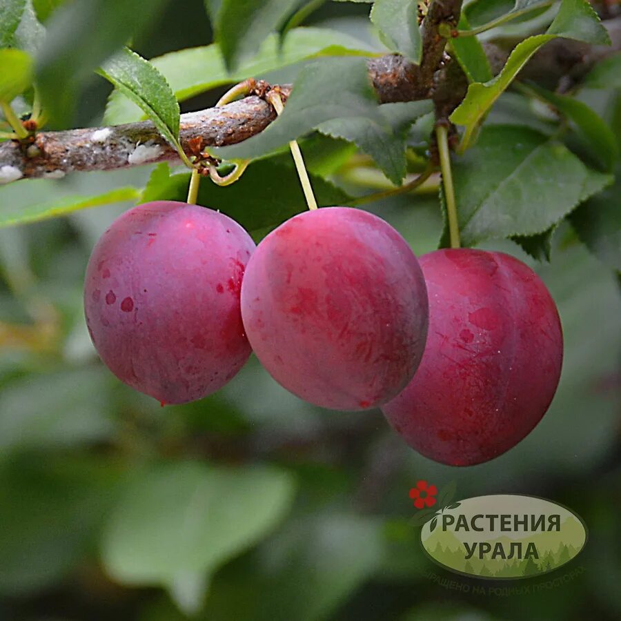 Уральские зори слива отзывы. Слива китайская красный шар. Слива уральские зори. Слива уральские зори описание сорта. Слива болховчанка.
