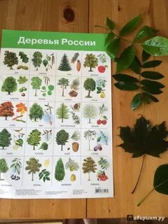 Лиственные деревья по листьям и плодам