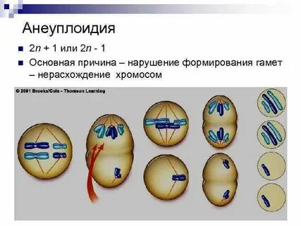 Выстраивание бивалентов