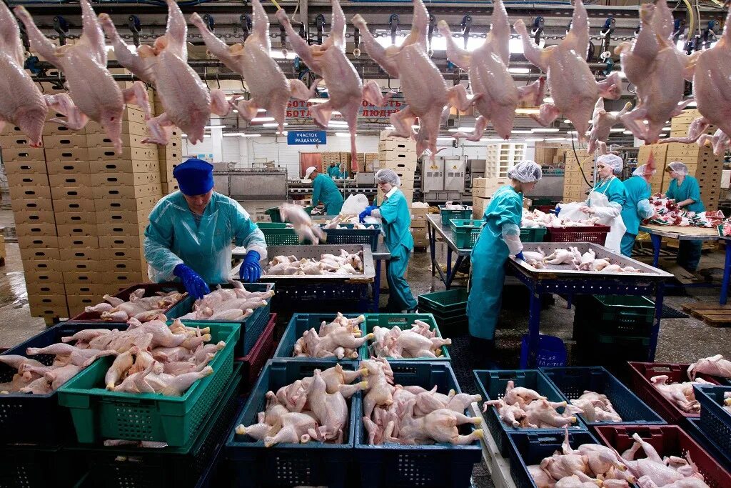 охлаждение мяса птицы. убойный цех саянский бройлер. продукты переработки птицы. убойный цех птицефабрики. птицефабрика льва толстого калужская область.