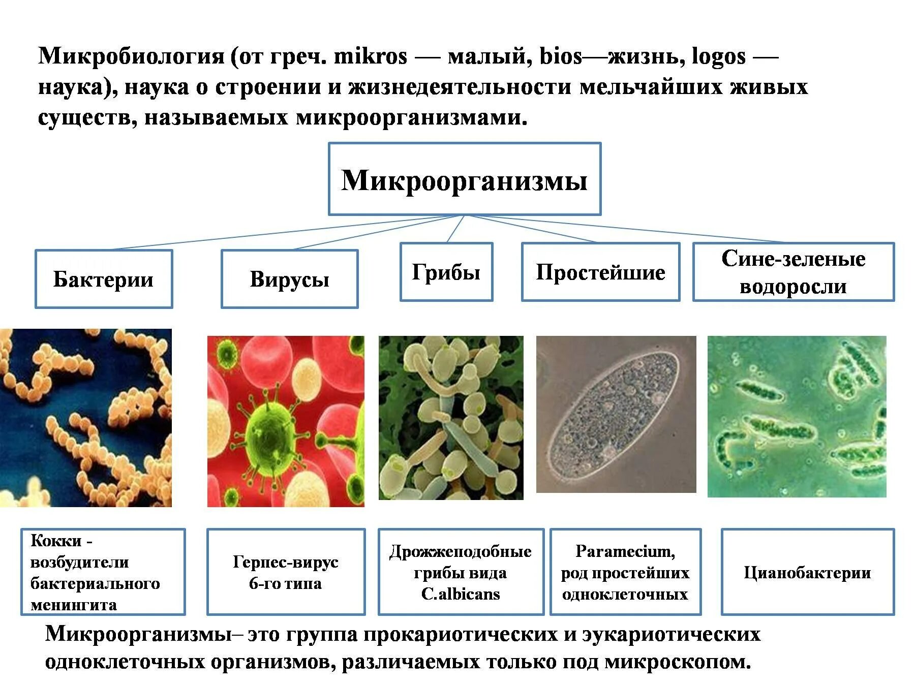 Какая среда жизни населена бактериями грибами водорослями. Строение микробов микробиология. Бактерии и вирусы таблица микробиология. Вирусы бактерии протисты. Классификация бактерий и вирусов.