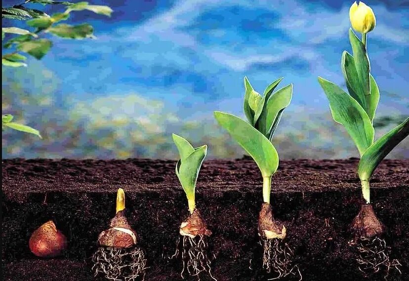 Купил тюльпаны с луковицами можно их посадить. Пророщенная луковица тюльпана. Доращивание луковиц тюльпанов. Рассада луковичных тюльпанов. Вегетация тюльпанов.