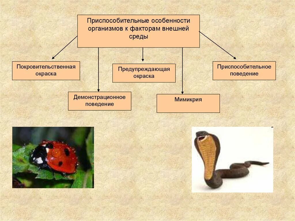 Предупреждающий тип окраски. Приспособление организмов адаптация. Приспособление живых организмов. Приспособительные особенности организмов. Формы адаптации организмов.