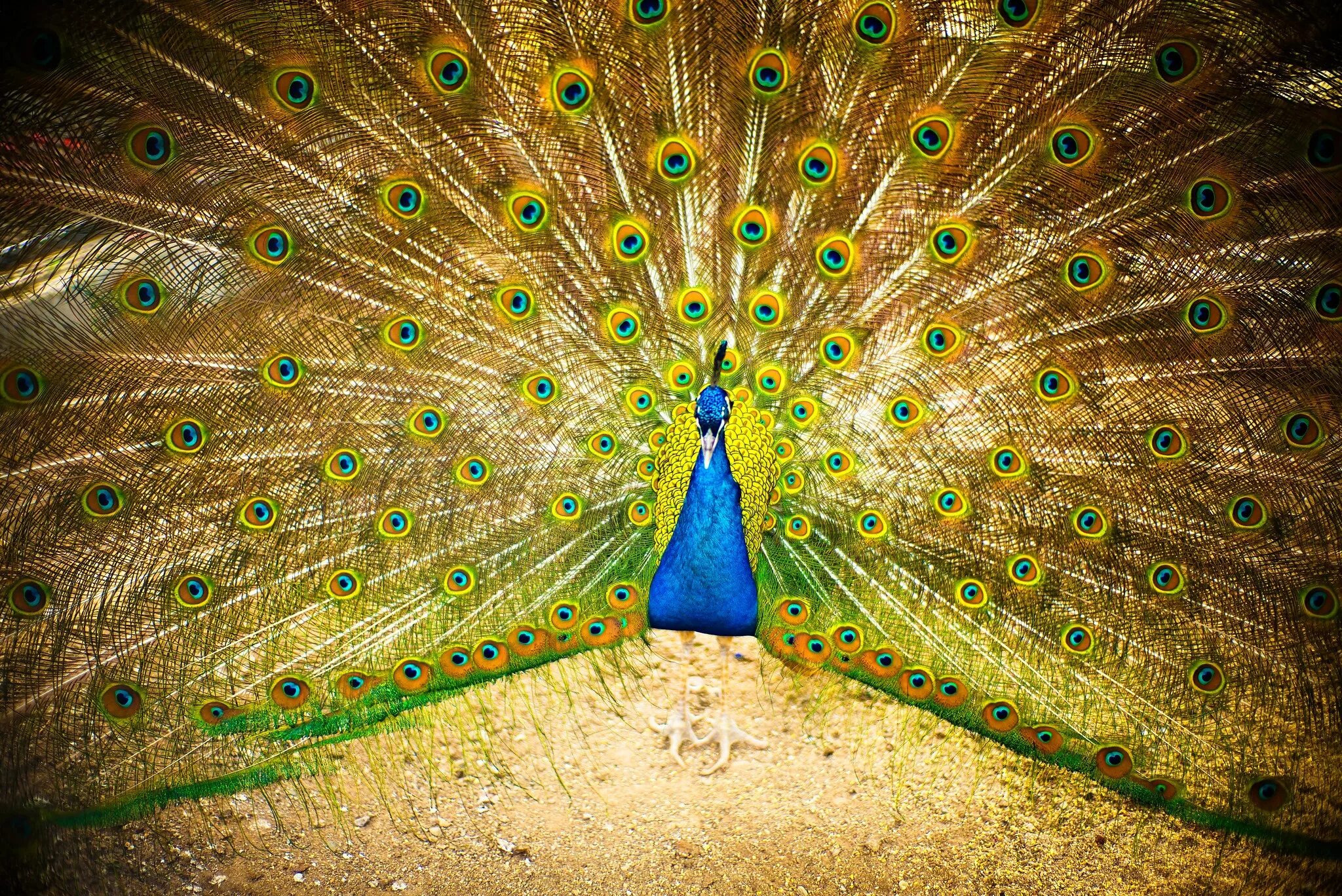 Обыкновенный павлин самка. Бирманский зеленый павлин. Павлин самка и самец. Павлин самец. Птица павлин самка.