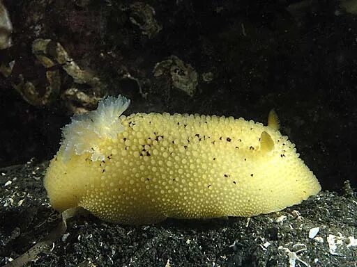 Лимонов морские. Свежесть лимона. Морской лимон опасен?. Морской слизень. Черно-золотой морской слизень.