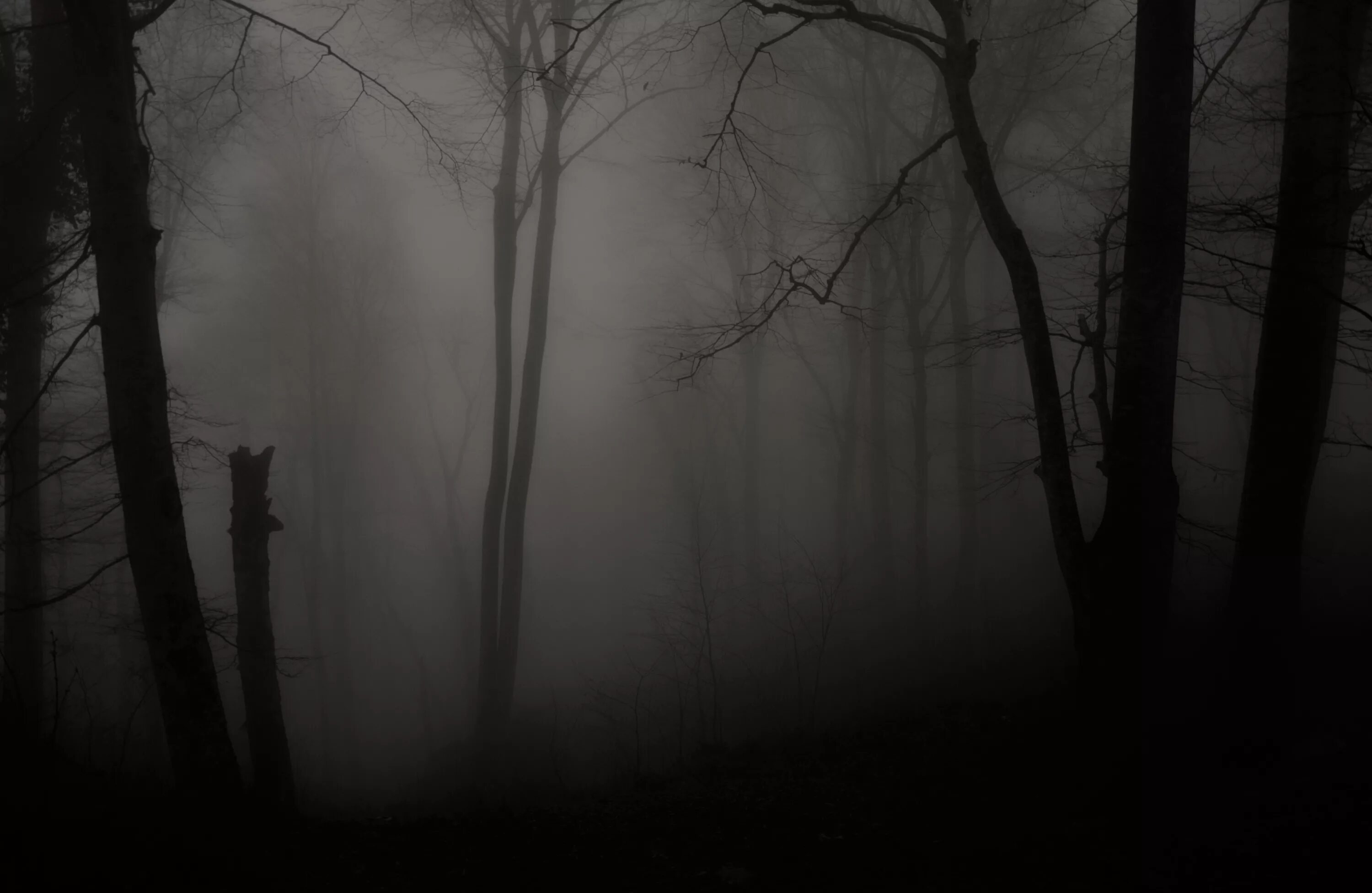 Обычная темнота. Страшный лес. Мрачный лес. Лес мрак. «Ночь в лесу».