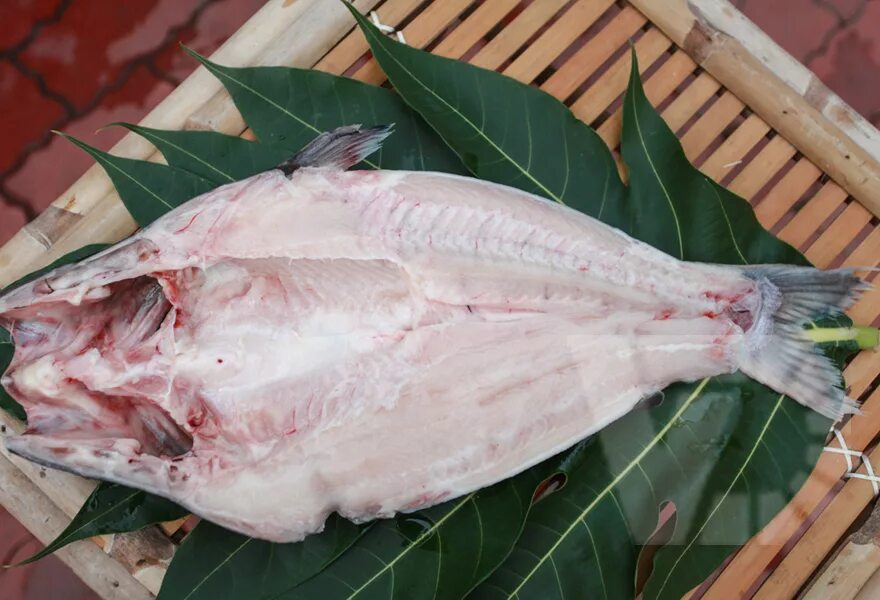Пангасиус рыба фото с головой как выглядит AGIFISH Co pangasius, seafood, frozen food, catfish