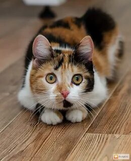 Кошка алиса