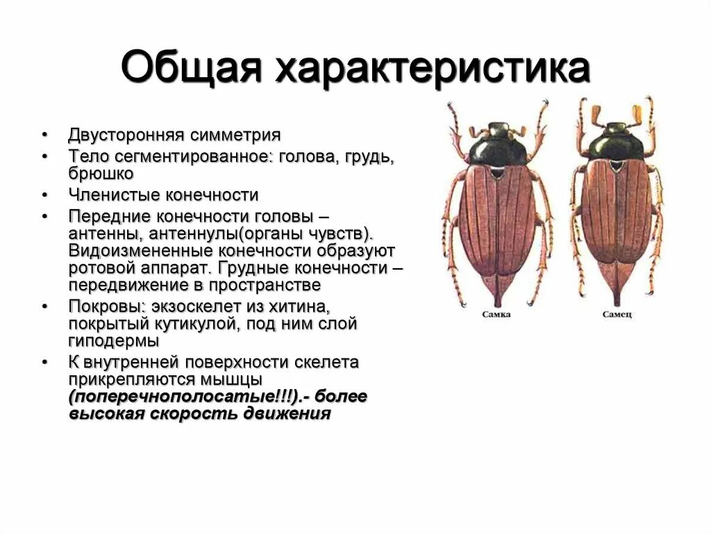 Тип симметрии майского жука. Брюшко майского жука строение. Тело майского жука. Голова грудь брюшко майского жука. Сегментированное тело у каких